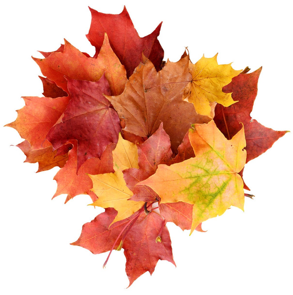 Herbst Ahorn Blätter Hintergrund - Foto, Bild