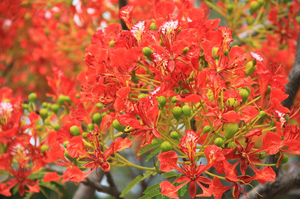 Ярко-красный цветок
 - Фото, изображение
