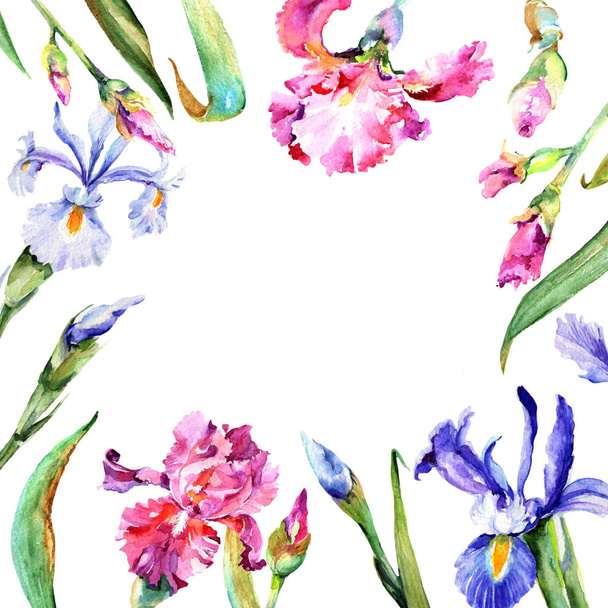 Cadre fleur iris fleur sauvage dans un style aquarelle
. - Photo, image