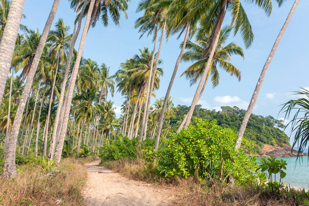 Palm trees near the beach on Koh Chang island in Thailand - 写真・画像