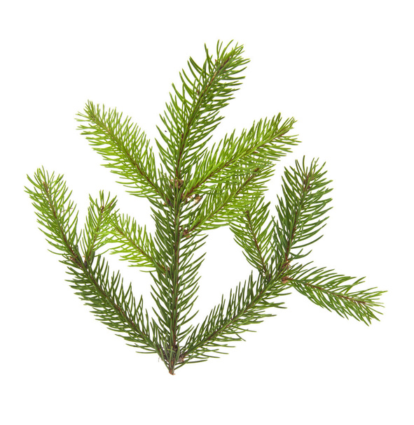 Branch of Christmas tree isolated on white background - Photo, Image