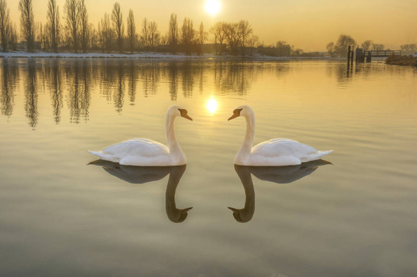 Kaksi valkoista joutsenta joella auringonlaskun aikaan
 - Valokuva, kuva