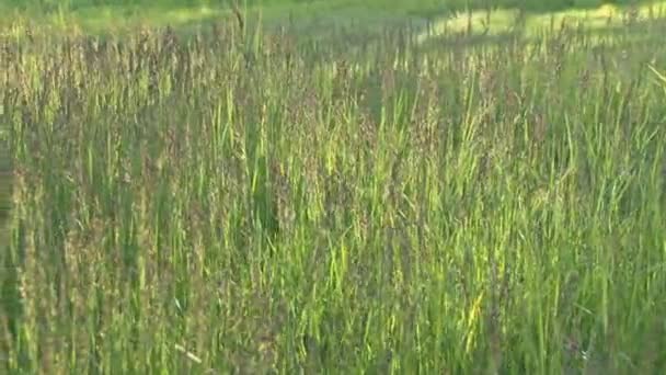 přesun přes vysokou trávu na slunci - Záběry, video