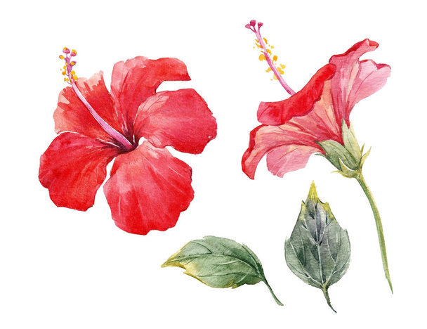 Watercolor hibiscus flower set - 写真・画像