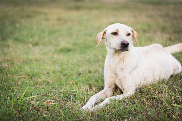 緑の草の上に座って犬を負傷 - 写真・画像