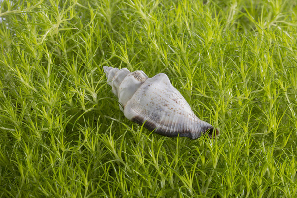 Deniz kabuğu yeşil bir bitki dalları üzerinde yatıyor - Fotoğraf, Görsel