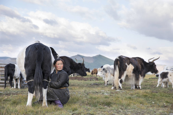 Μογγολικό γυναίκα αγελάδα άρμεγμα - Φωτογραφία, εικόνα
