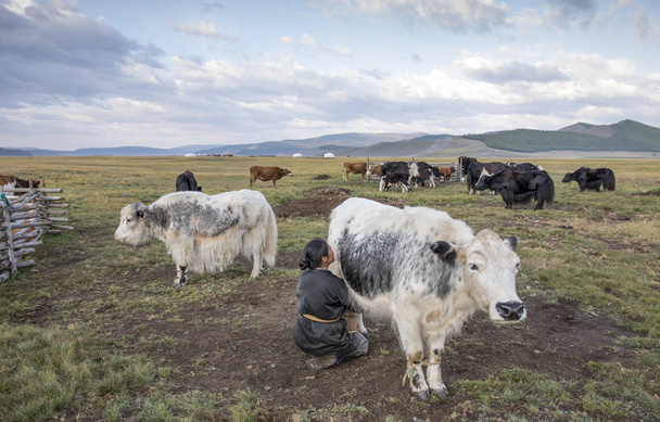 Mongol nő fejés, tehén - Fotó, kép