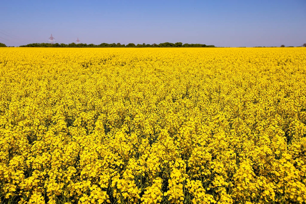 Golden canola flower field - Photo, Image