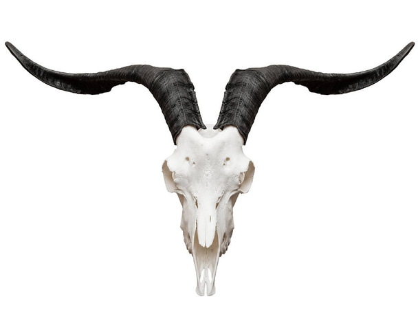 Goat skull isolated on white  - Photo, Image