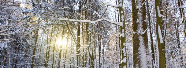 Jodły Zima w lesie niemiecki z sunshine. - Zdjęcie, obraz