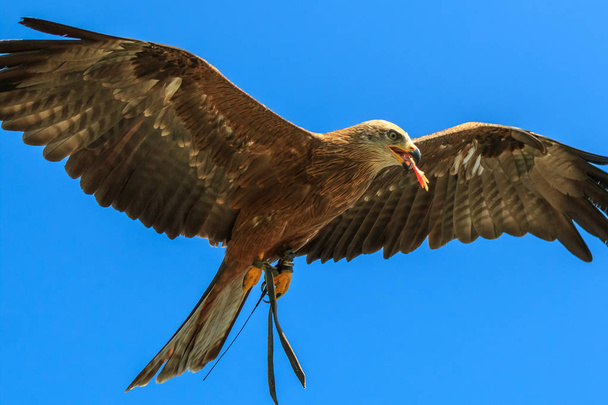 Falke fliegt in den blauen Himmel mit einem Stück Fleisch im Schnabel - Foto, Bild