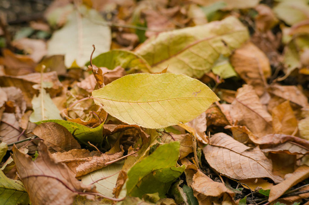 fond de feuilles d'automne feuilles d'automne dans un parc sur terre
 - Photo, image
