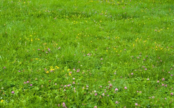 frisches, grünes Gras an sonnigen Tagen  - Foto, Bild