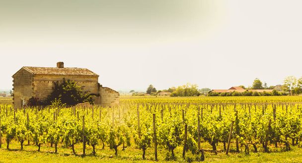 s の最後にボルドーの近く、フランスのサン ・ テミリオンのブドウ畑 - 写真・画像