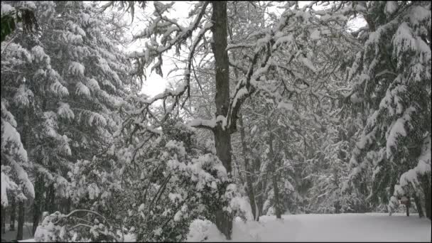 орегон сніг падає на дубове дерево і вічнозелені
 - Кадри, відео