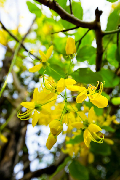 Flowers of Golden Shower Tree bloom in summer - Photo, Image