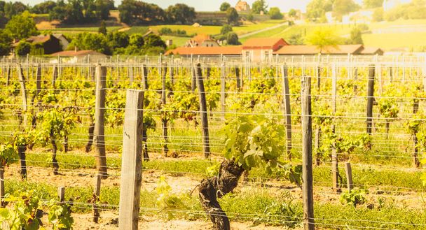 vinice Saint-Emilion, Francie poblíž Bordeaux na konci s - Fotografie, Obrázek