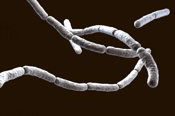 Bacillus subtilis, gram-positieve bacteriën, gebruikt als Fungiciden op planten - Foto, afbeelding
