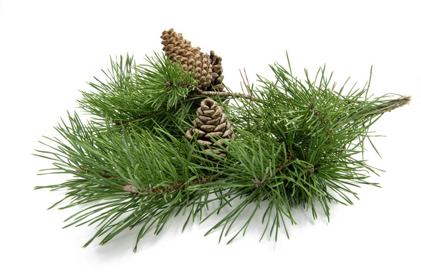 branch of pine with cones isolated  - Photo, Image