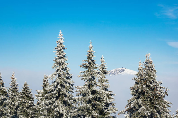 Inverno com neve nas Montanhas Gigantes, República Checa - Foto, Imagem