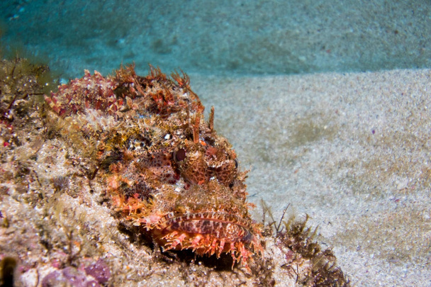 Scorpionfish tapissé posé sur le récif
. - Photo, image