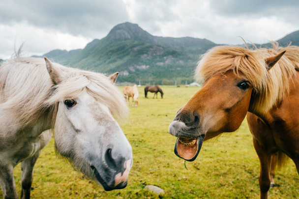 Wildlife in Norway. Scandinavian fjord beautiful horses on pasture eat grass on field in summer rainy weather. Cloudy sky. Mountains on background. Rocks. Funny mammal animals. Rural. Travel. Nature. - Foto, immagini