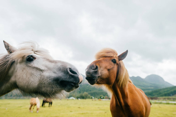 Wildlife in Norway. Scandinavian fjord beautiful horses on pasture eat grass on field in summer rainy weather. Cloudy sky. Mountains on background. Rocks. Funny mammal animals. Rural. Travel. Nature. - 写真・画像