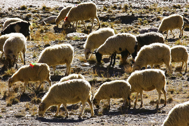flock of sheep in mountainous landscape  - Фото, зображення