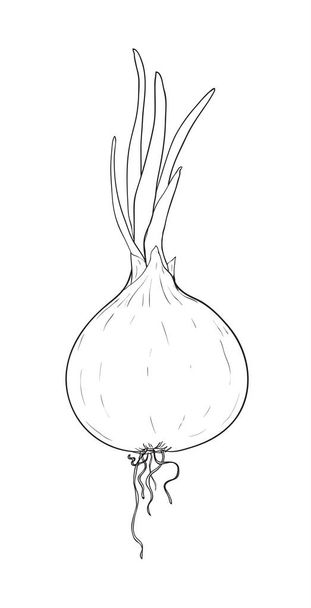 κρεμμύδι χέρι ζωγραφική τέχνη εικονογράφηση φορέα γραμμή - Διάνυσμα, εικόνα