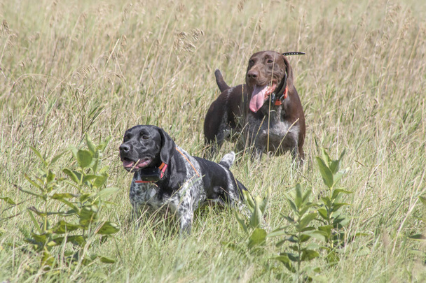Entrenamiento perros de caza
 - Foto, Imagen