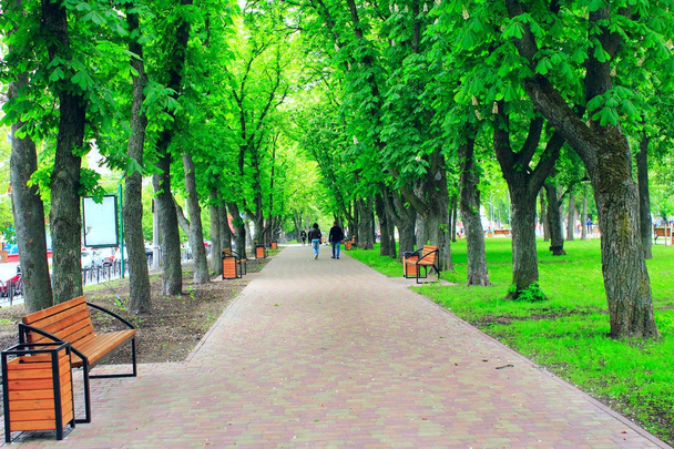 міський парк з лавками набережної та великими зеленими деревами
 - Фото, зображення