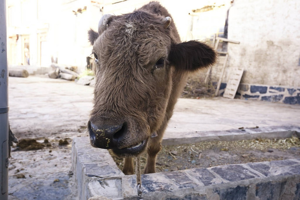 piteous cow at poor farm  - Foto, Imagem