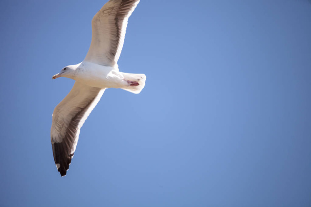 California Gull Larus californicus flies across a blue sky - Photo, Image