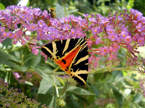Jersey Tiger Butterfly - Valokuva, kuva