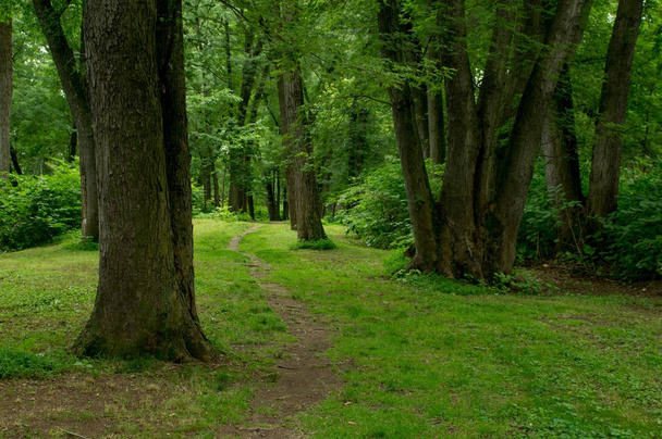 Weg durch den Wald - Foto, Bild