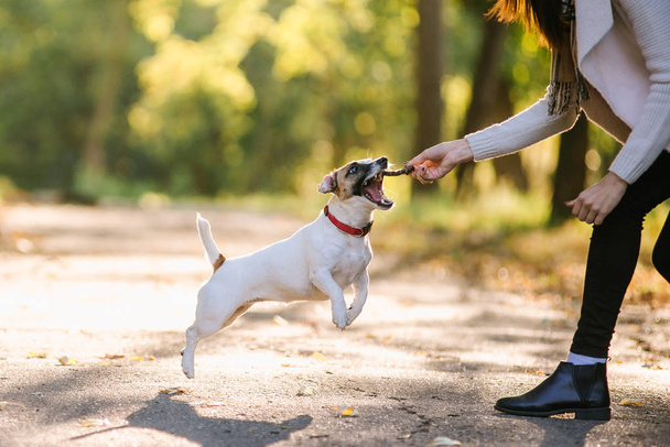 güzel kız bir köpekle oynamayı. Köpekle park üzerinde oynamak. Yakın çekim portre. Jack Russell Terrier - Fotoğraf, Görsel