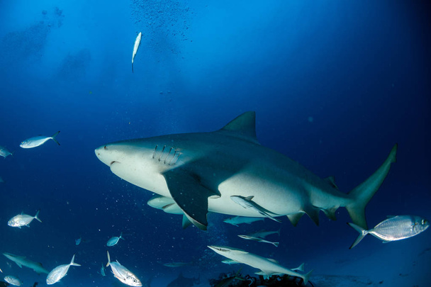 bull shark while ready to attack while feeding - Fotó, kép