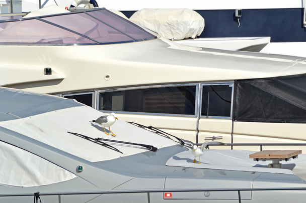 martılar teknedeki - Fotoğraf, Görsel