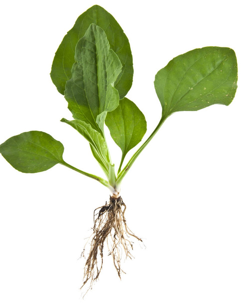 plantain isolated on white background closeup - Photo, Image