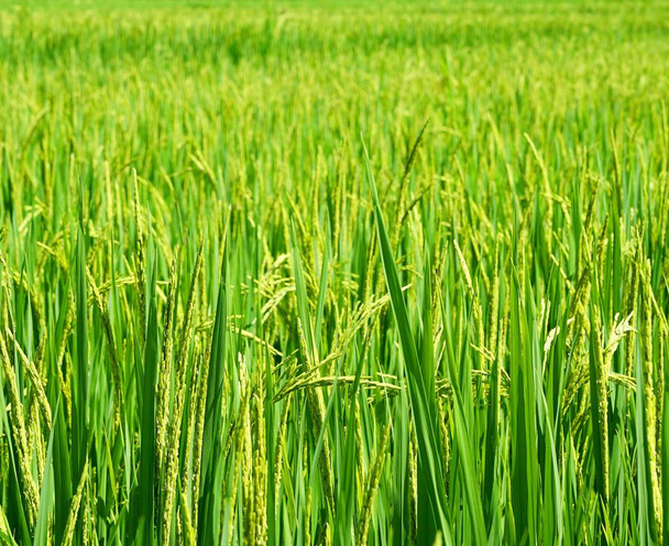 Зеленый рис. Зеленое ухо риса на рисовом поле
 - Фото, изображение