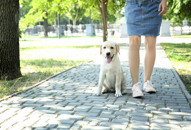 Young woman walking yellow retriever in park - Photo, Image
