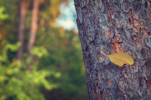 Autumn forest background - Фото, изображение