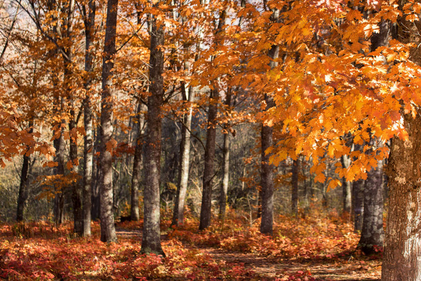 Scenic landscape of autumn forest - Photo, Image