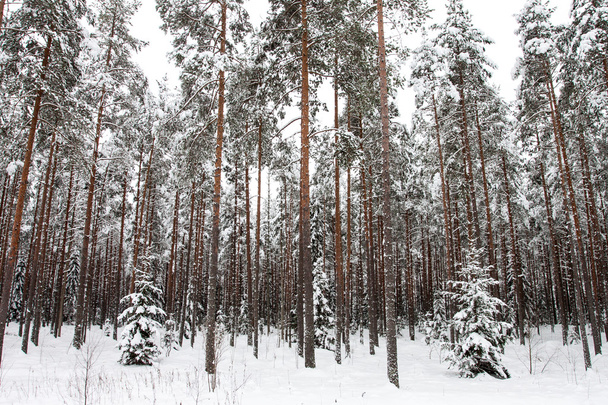 Winter forest - Φωτογραφία, εικόνα