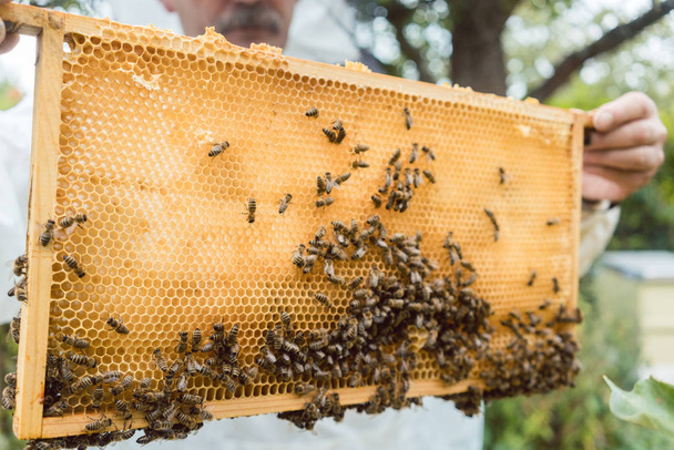 Apiculteur tenant un nid d'abeille avec des abeilles dans ses mains
 - Photo, image
