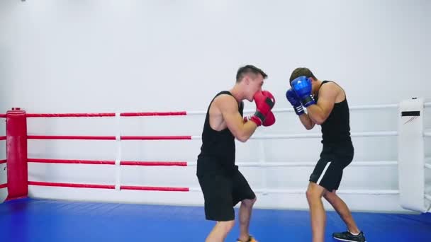 muscular men fighting at boxing ring - Záběry, video