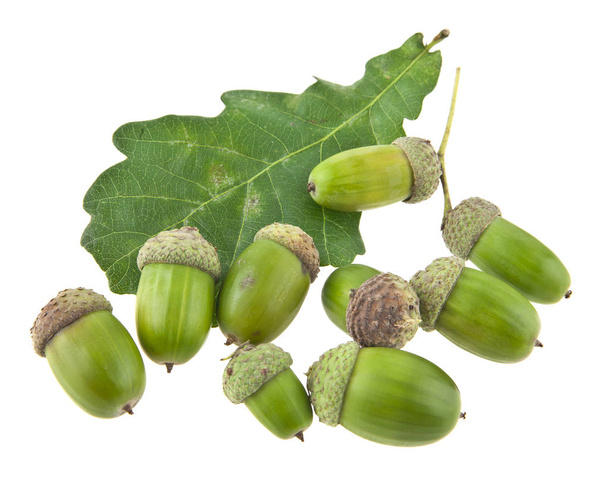 acorns isolated on white background closeup - Photo, Image