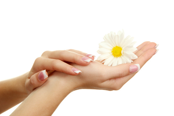 Beautiful woman hands with camomile, isolated on white - 写真・画像