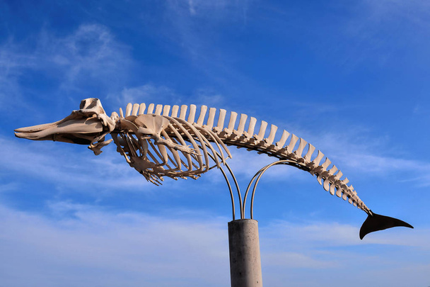 1,484 Whale Bone Stock Photos, High-Res Pictures, and Images